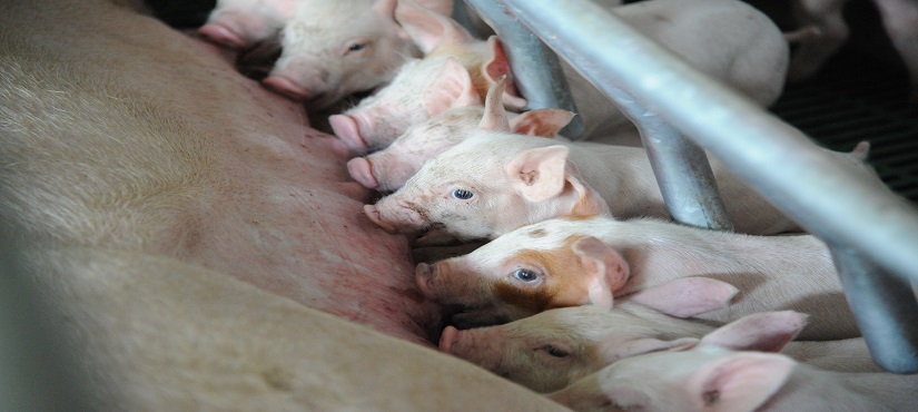New Record in Pig Breeding