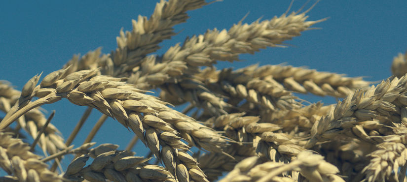 Seme pšenice